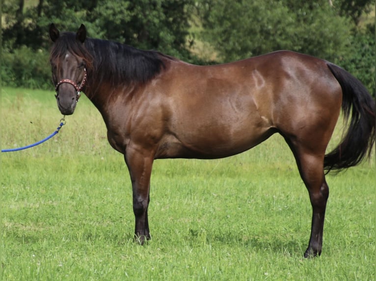 American Quarter Horse Giumenta 9 Anni 153 cm Morello in SchwarzachSchwarzach