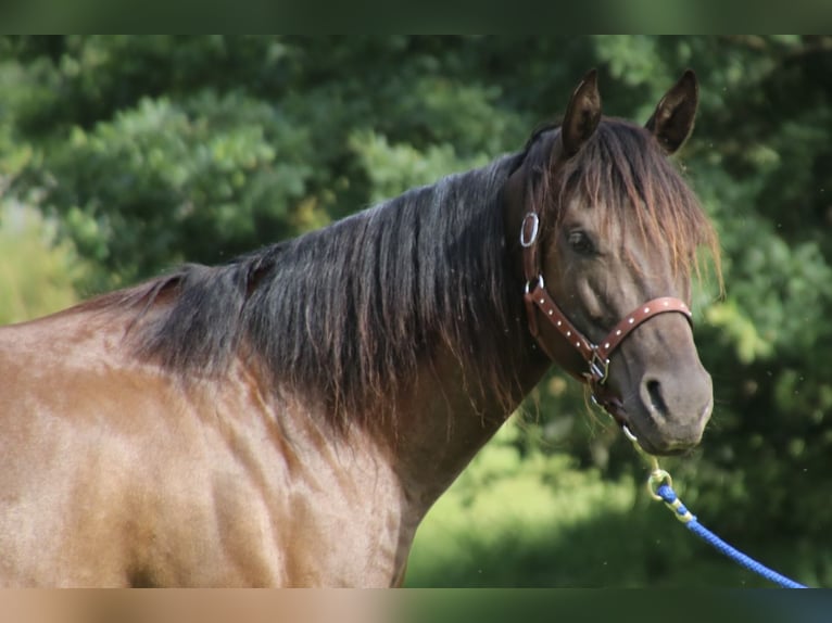 American Quarter Horse Giumenta 9 Anni 153 cm Morello in SchwarzachSchwarzach