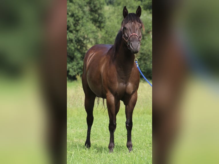 American Quarter Horse Giumenta 9 Anni 153 cm Morello in SchwarzachSchwarzach