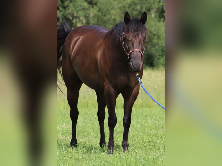 American Quarter Horse Giumenta 9 Anni 153 cm Morello in SchwarzachSchwarzach