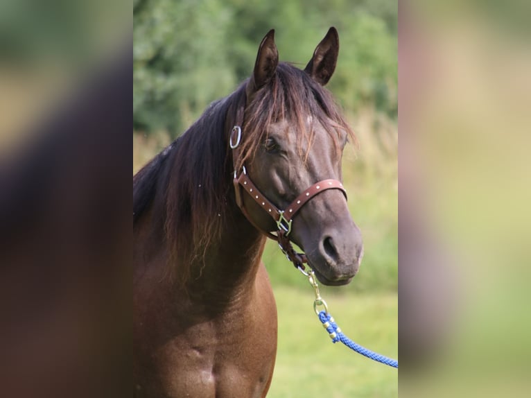 American Quarter Horse Giumenta 9 Anni 153 cm Morello in SchwarzachSchwarzach