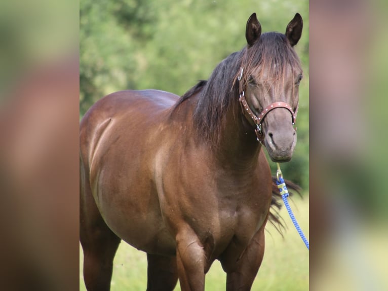 American Quarter Horse Giumenta 9 Anni 153 cm Morello in SchwarzachSchwarzach