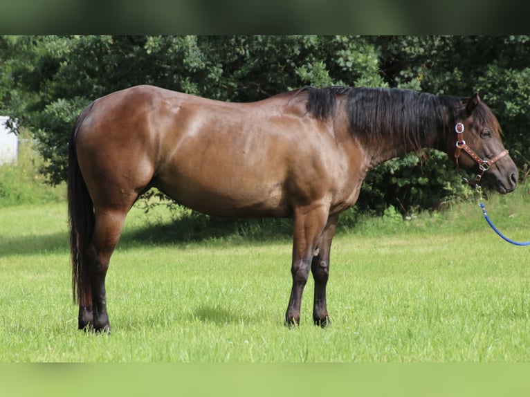 American Quarter Horse Giumenta 9 Anni 153 cm Morello in SchwarzachSchwarzach