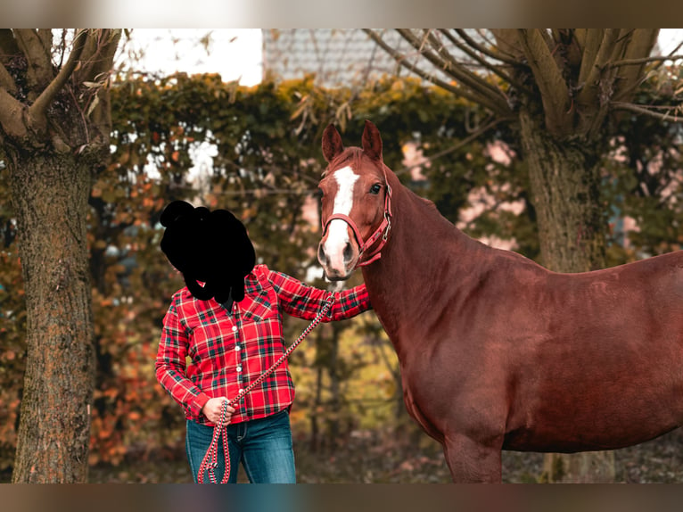 American Quarter Horse Giumenta 9 Anni 154 cm Sauro ciliegia in Herentals