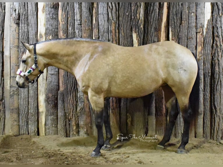 American Quarter Horse Giumenta 9 Anni 155 cm Pelle di daino in Libson IA