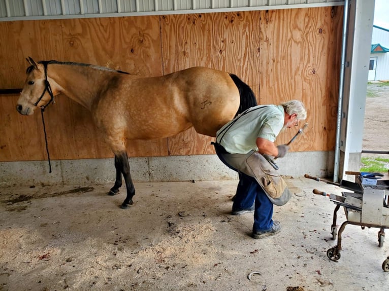 American Quarter Horse Giumenta 9 Anni 155 cm Pelle di daino in Libson IA