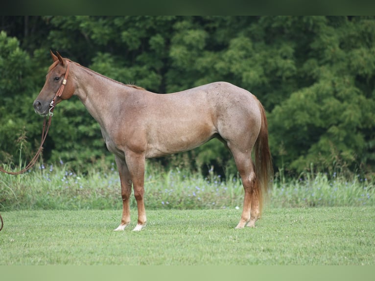 American Quarter Horse Giumenta 9 Anni 155 cm Roano rosso in Level Green Ky