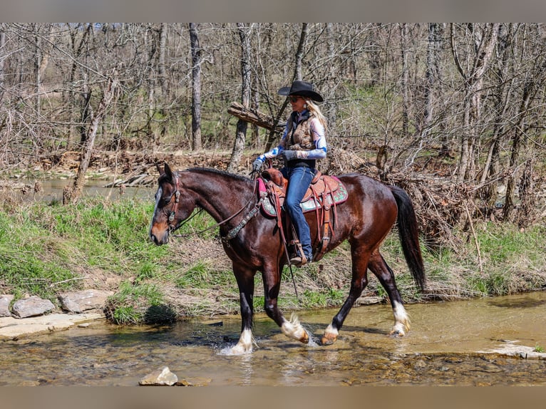 American Quarter Horse Giumenta 9 Anni 157 cm Baio ciliegia in Flemingsburg KY