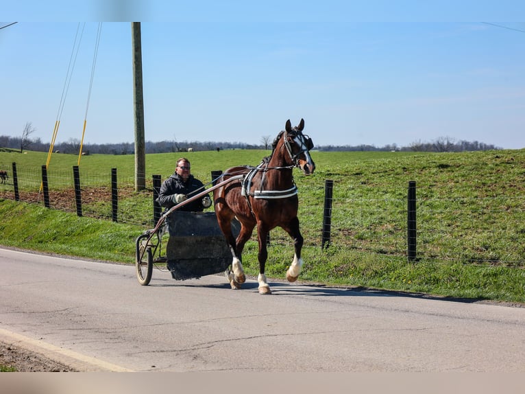 American Quarter Horse Giumenta 9 Anni 157 cm Baio ciliegia in Flemingsburg KY