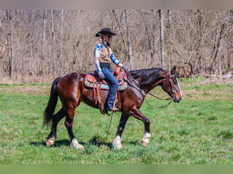 American Quarter Horse Giumenta 9 Anni 157 cm Baio ciliegia in Flemingsburg KY