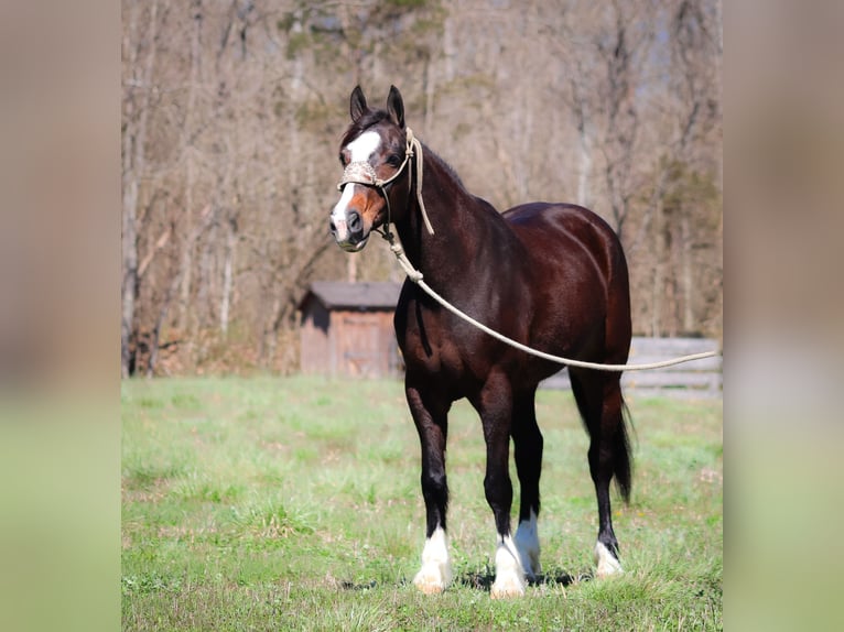 American Quarter Horse Giumenta 9 Anni 157 cm Baio ciliegia in Flemingsburg KY