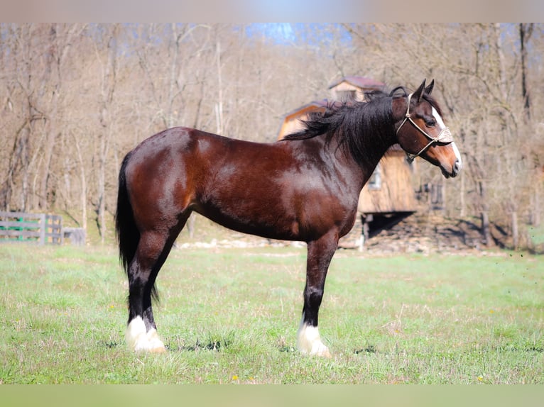 American Quarter Horse Giumenta 9 Anni 157 cm Baio ciliegia in Flemingsburg KY