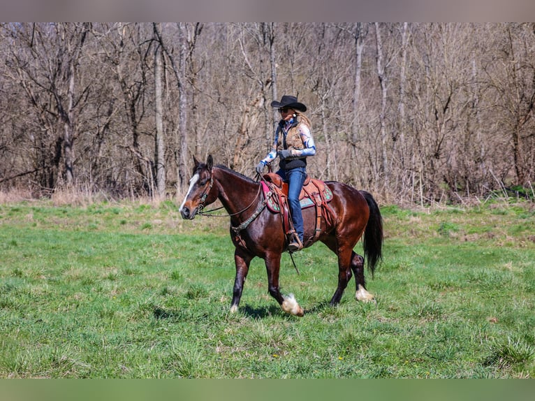 American Quarter Horse Giumenta 9 Anni 157 cm Baio ciliegia in Flemingsburg KY