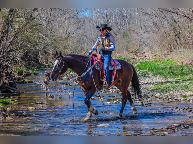 American Quarter Horse Giumenta 9 Anni 157 cm Baio ciliegia in Flemingsburg KY