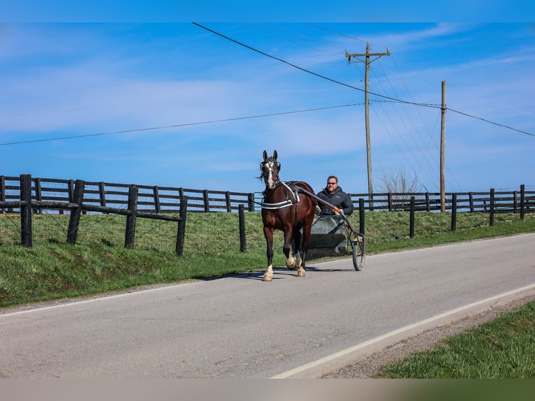 American Quarter Horse Giumenta 9 Anni 157 cm Baio ciliegia in Flemingsburg KY