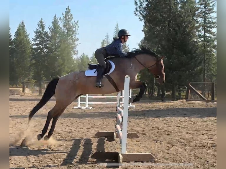 American Quarter Horse Giumenta 9 Anni 157 cm Baio roano in Spokane, WA