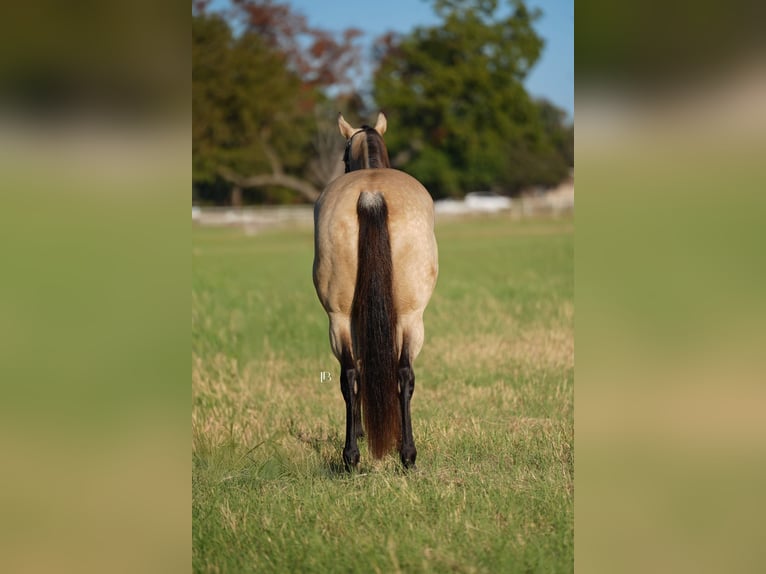 American Quarter Horse Giumenta 9 Anni 157 cm Pelle di daino in Terrell
