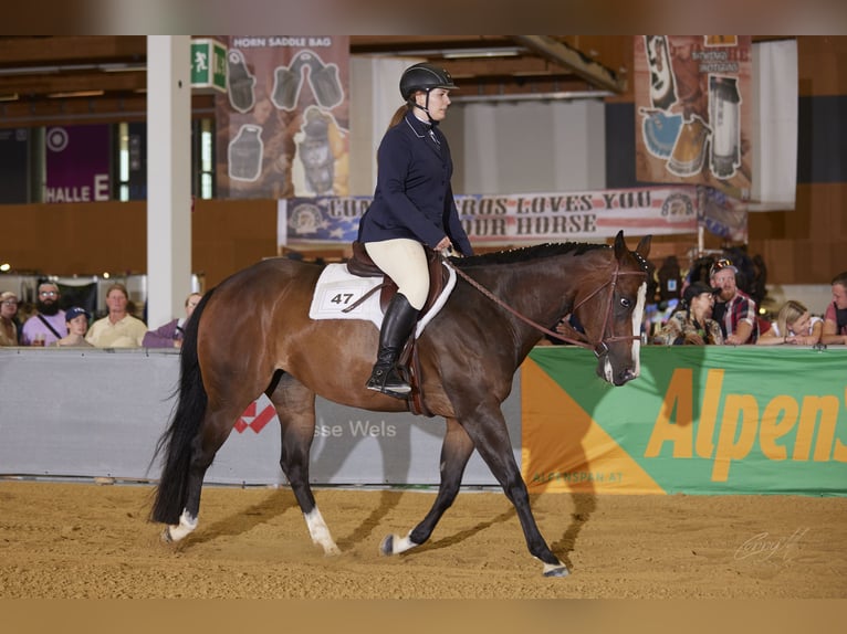 American Quarter Horse Giumenta 9 Anni 158 cm Baio scuro in Pfaffing