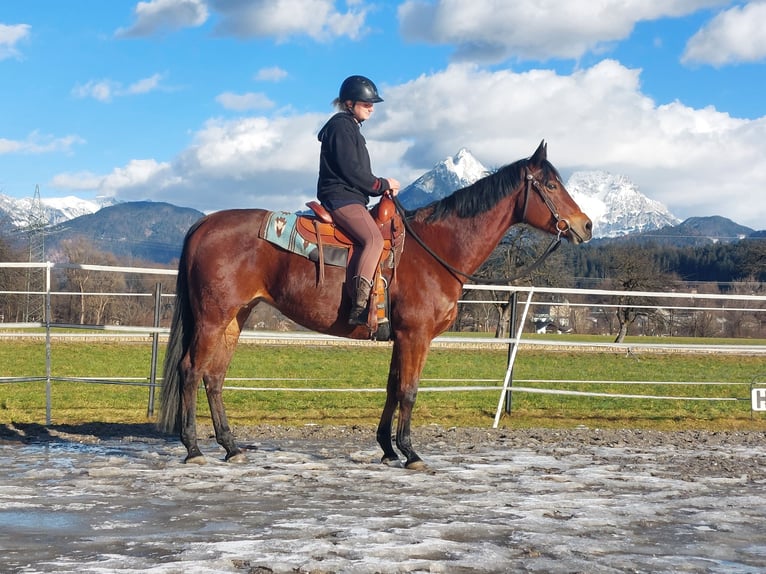 American Quarter Horse Giumenta 9 Anni 159 cm Baio in Kirchbichl