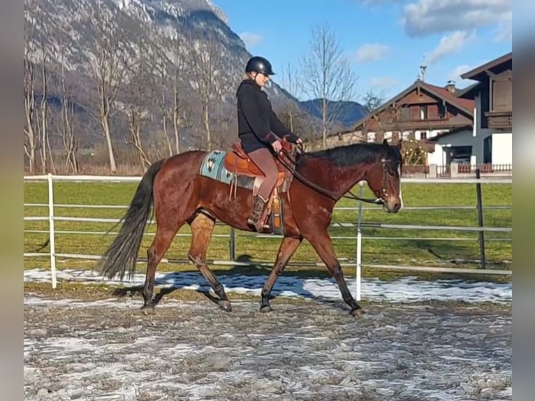 American Quarter Horse Giumenta 9 Anni 159 cm Baio in Kirchbichl