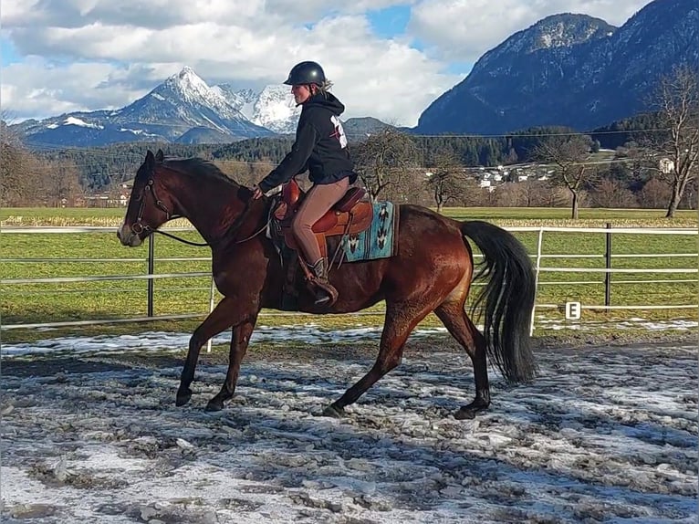 American Quarter Horse Giumenta 9 Anni 159 cm Baio in Kirchbichl