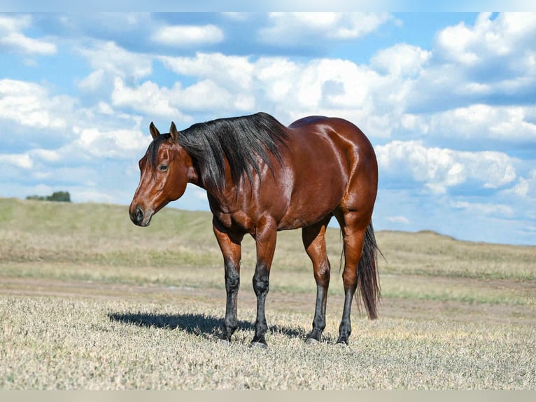 American Quarter Horse Giumenta 9 Anni 160 cm Baio ciliegia in Canistota