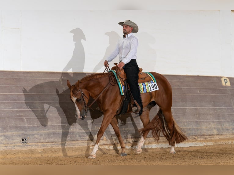 American Quarter Horse Giumenta 9 Anni 160 cm Sauro in Eurasburg