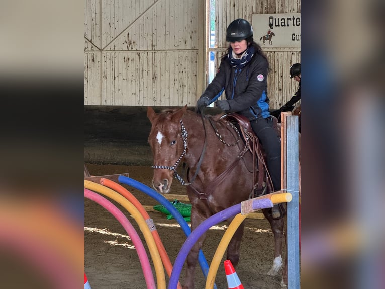 American Quarter Horse Giumenta 9 Anni 160 cm Sauro in Haan