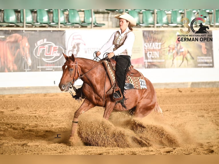 American Quarter Horse Giumenta 9 Anni 160 cm Sauro in Haan