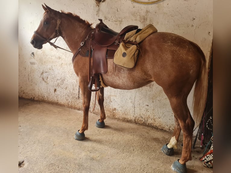 American Quarter Horse Giumenta 9 Anni 160 cm Sauro in Haan