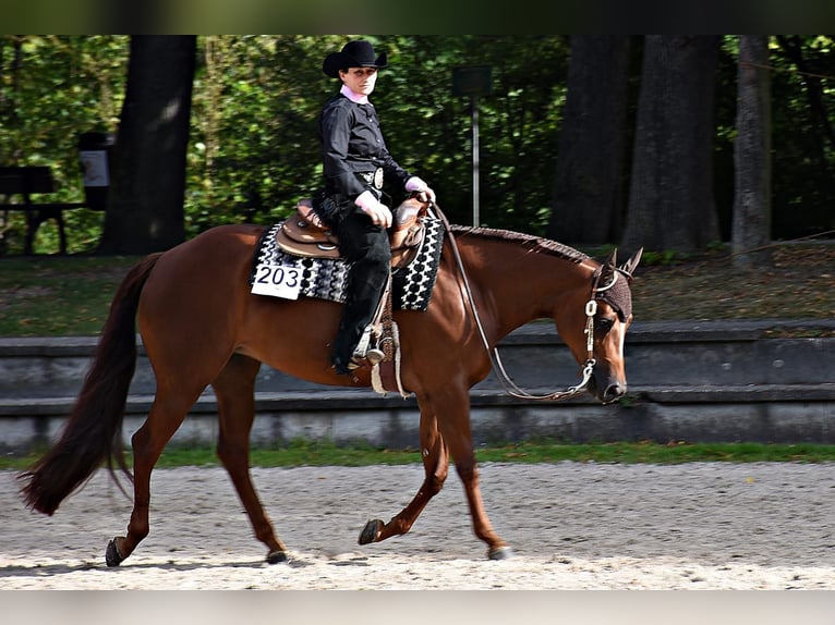 American Quarter Horse Giumenta 9 Anni 163 cm Sauro in Rheinbach