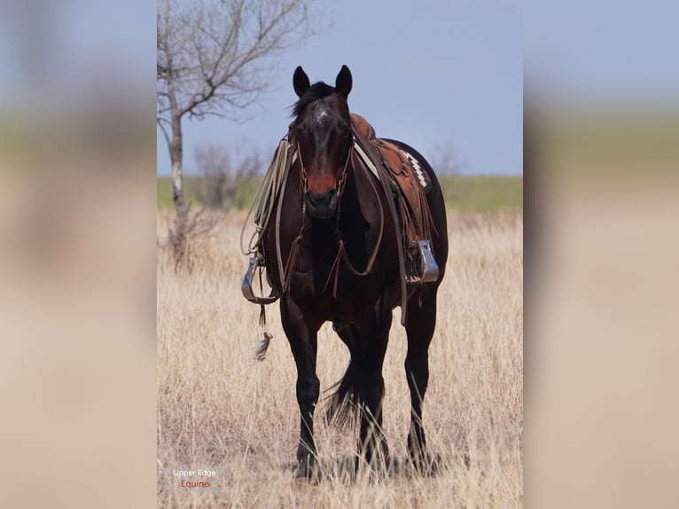 American Quarter Horse Giumenta 9 Anni Baio ciliegia in Canadian, TX