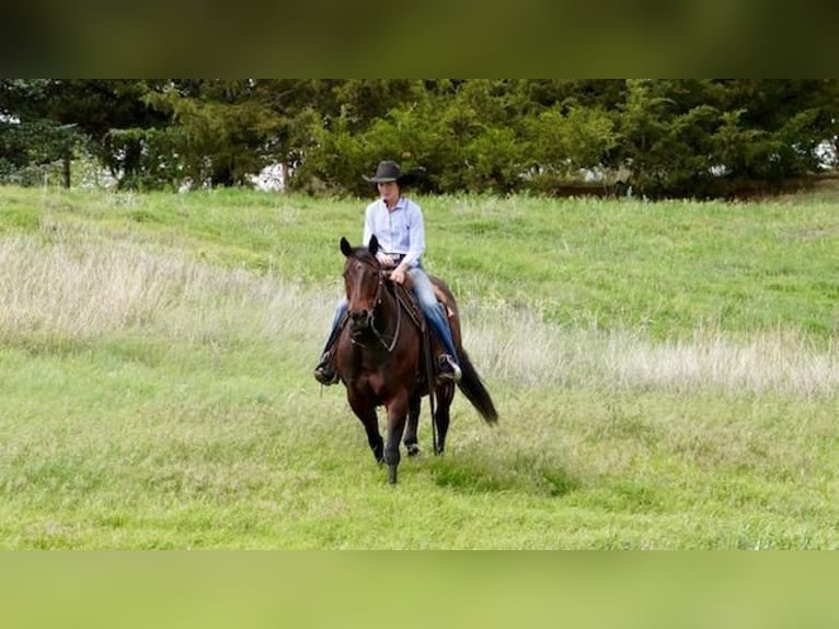 American Quarter Horse Giumenta 9 Anni Baio ciliegia in Canadian, TX