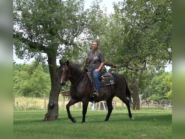 American Quarter Horse Giumenta 9 Anni Baio roano in La Porte