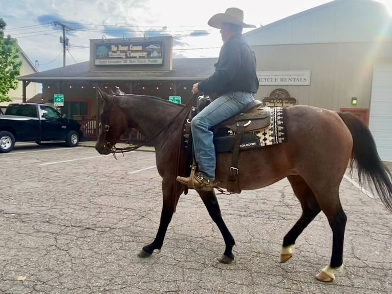 American Quarter Horse Giumenta 9 Anni Baio roano in La Porte
