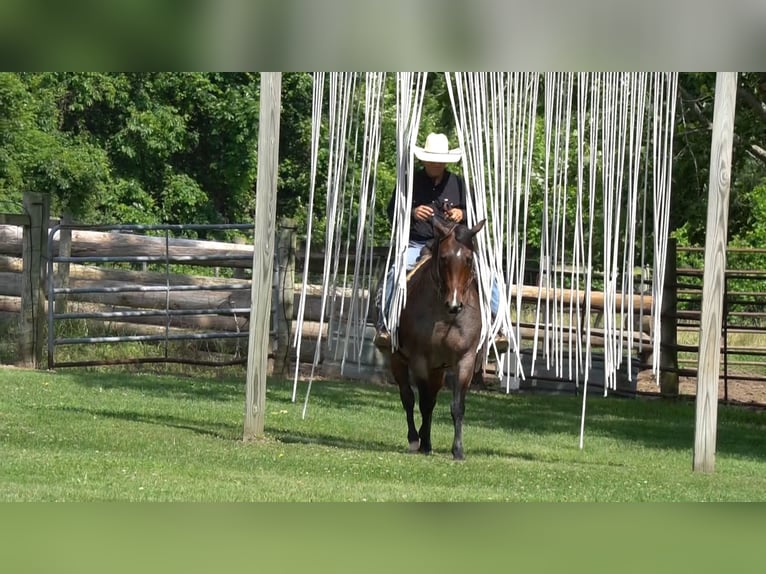American Quarter Horse Giumenta 9 Anni Baio roano in La Porte