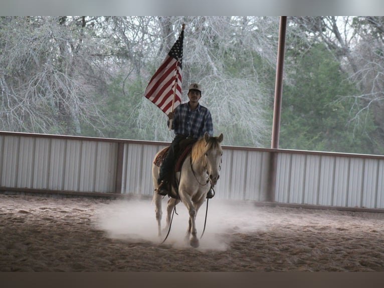 American Quarter Horse Giumenta 9 Anni Champagne in Plano
