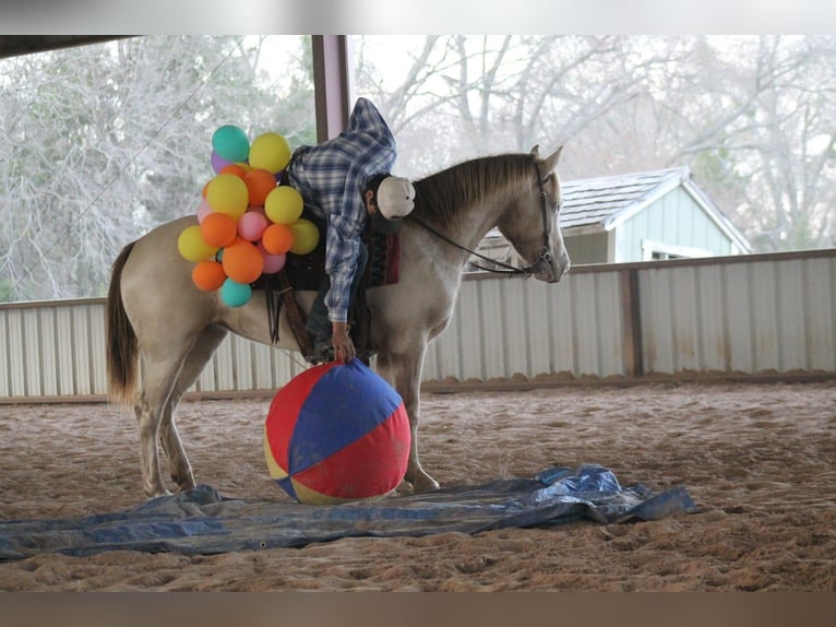 American Quarter Horse Giumenta 9 Anni Champagne in Plano