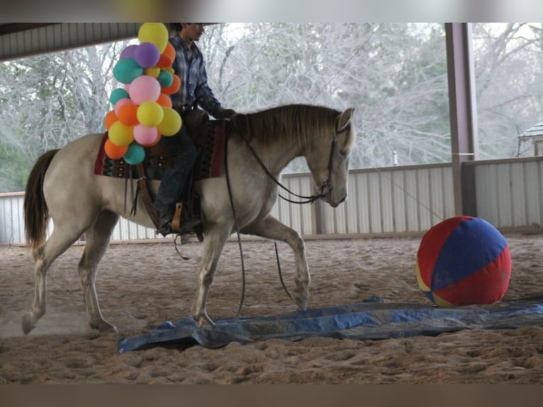 American Quarter Horse Giumenta 9 Anni Champagne in Plano