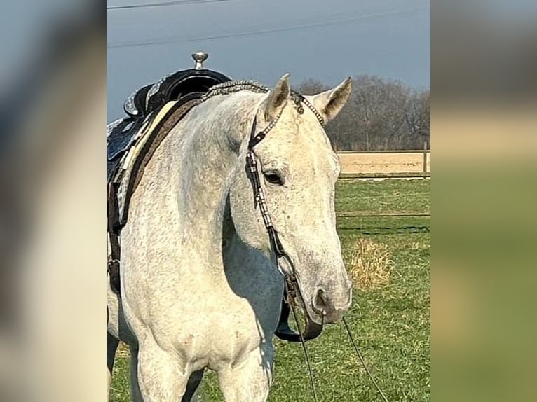 American Quarter Horse Giumenta 9 Anni Grigio in Uedem