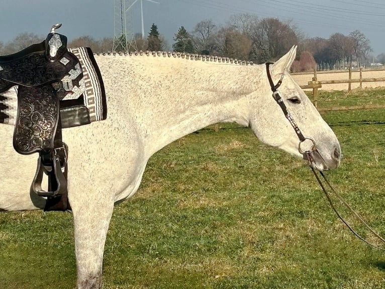 American Quarter Horse Giumenta 9 Anni Grigio in Uedem