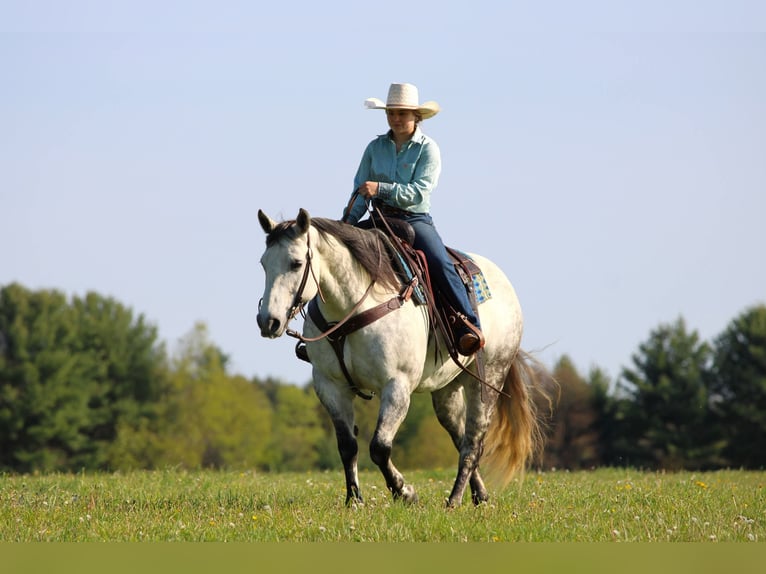 American Quarter Horse Giumenta 9 Anni Grigio pezzato in Clarion
