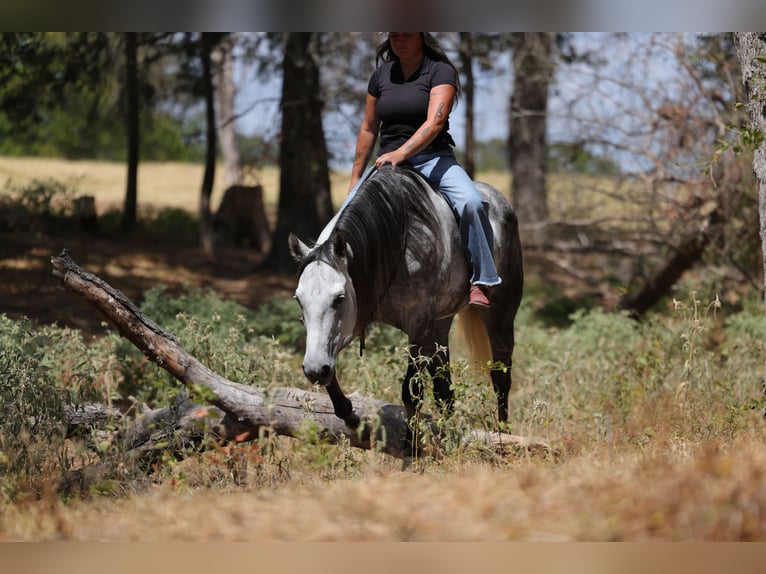 American Quarter Horse Giumenta 9 Anni Grigio in Mount Vernon