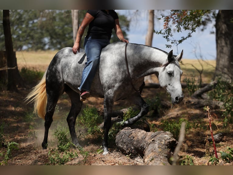 American Quarter Horse Giumenta 9 Anni Grigio in Mount Vernon