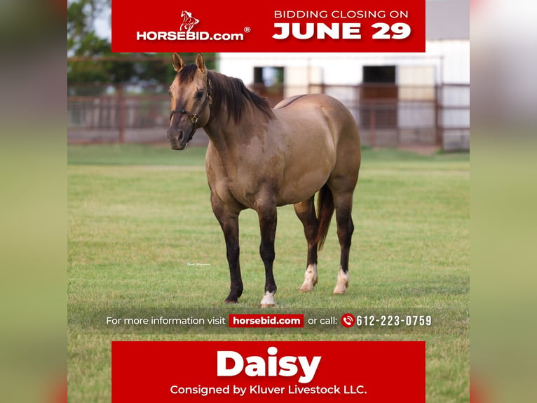 American Quarter Horse Giumenta 9 Anni Grullo in Ripley