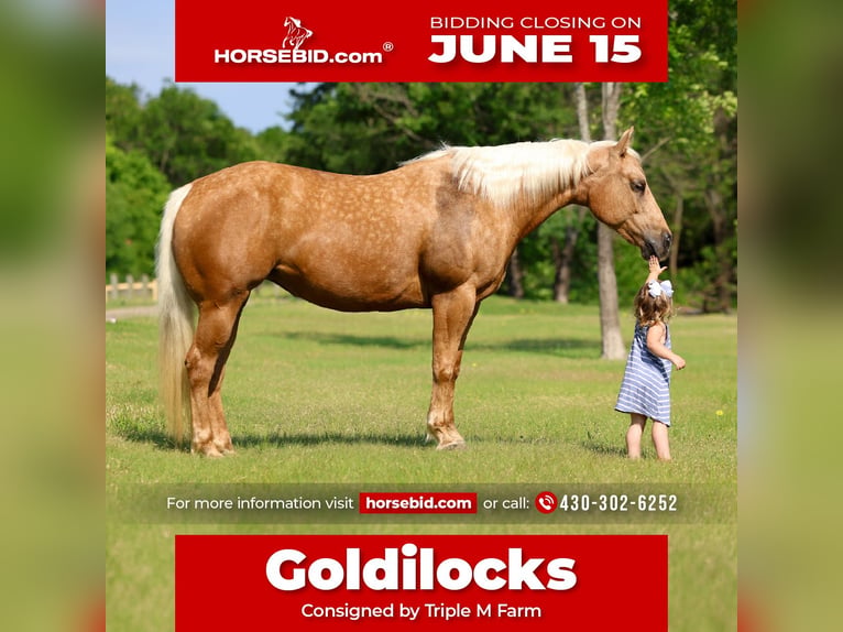 American Quarter Horse Giumenta 9 Anni Palomino in Forney