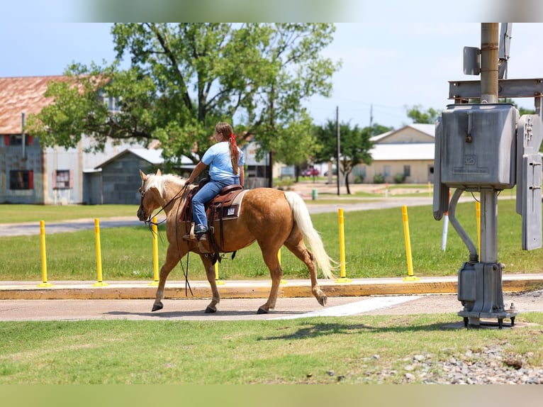 American Quarter Horse Giumenta 9 Anni Palomino in Forney