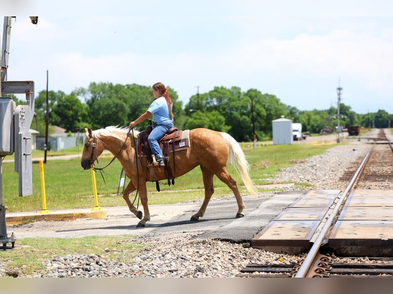 American Quarter Horse Giumenta 9 Anni Palomino in Forney