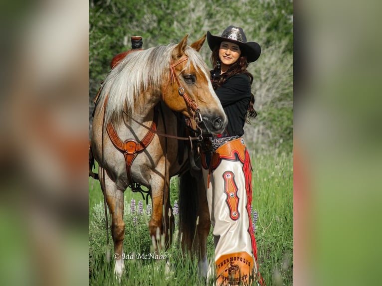 American Quarter Horse Giumenta 9 Anni Palomino in Cody, WY