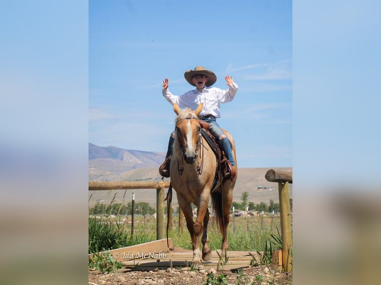 American Quarter Horse Giumenta 9 Anni Palomino in Cody, WY